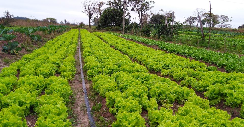 horta agricultura familiar agronegocio plantacao campo rural