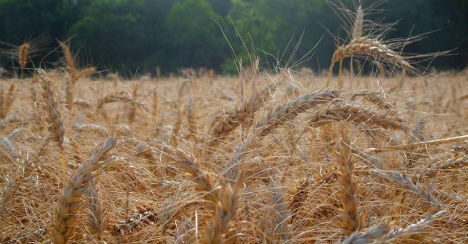trigo lavoura agronegocio campo rural