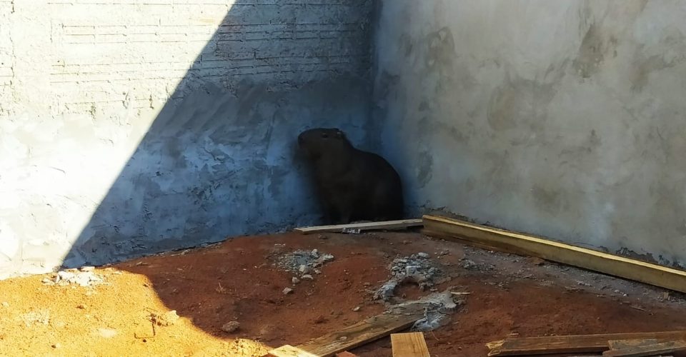 Capivara