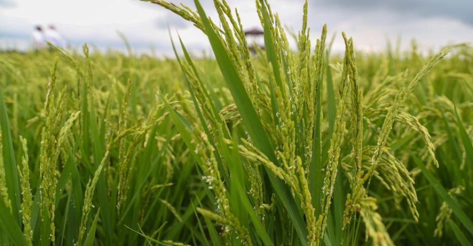 Foto: Foto de 10 de agosto de 2023 mostra mudas de arroz em um parque industrial de agricultura moderna em Wuchang, na província de Heilongjiang, nordeste da China/Xinhua/Zhang Tao)