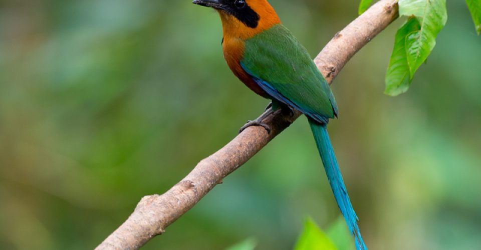 Juruva, ave da espécie Baryphthengus ruficapillus - Foto: divulgação