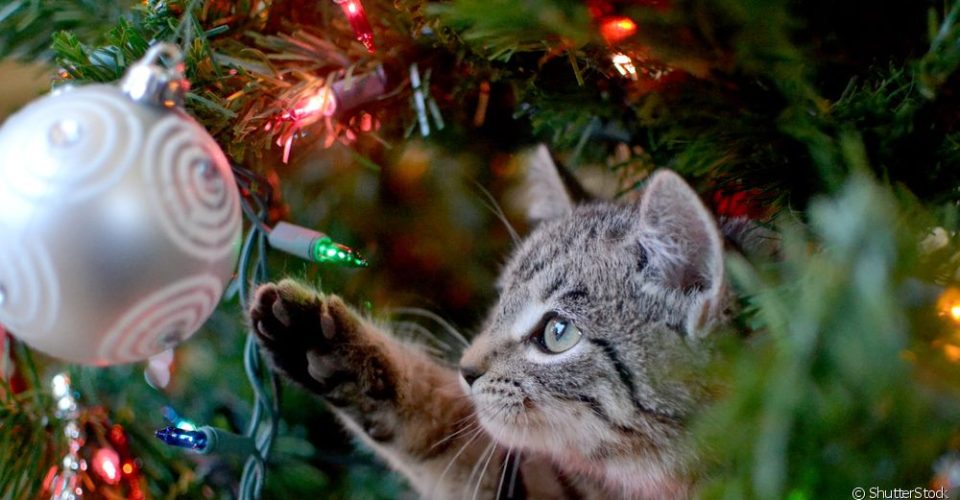 Descubra como montar uma árvore de Natal à prova de gatinhos - O Estado  Online
