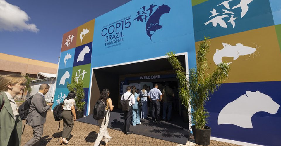 Foto: Divulgação/ André Bittar-MMA