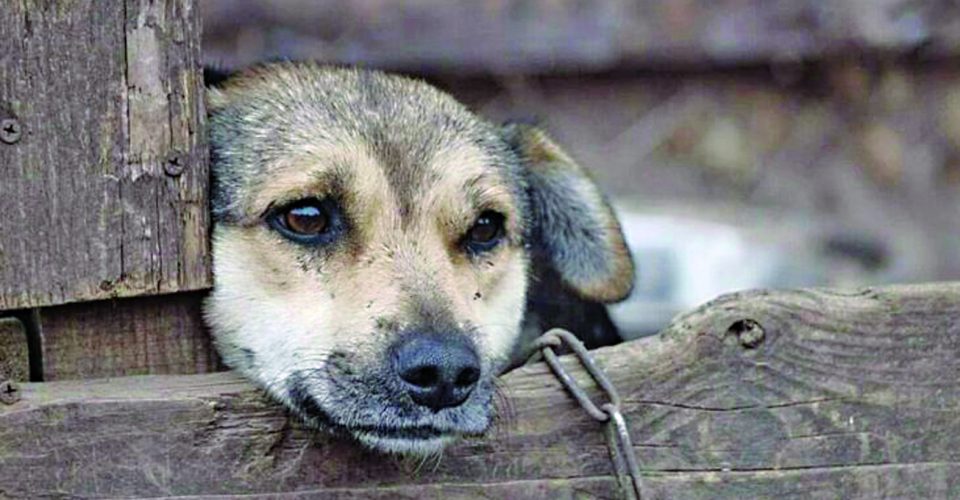 Agressores podem receber penas de reclusão, multas e apreensão dos animais - Foto: reprodução/internet