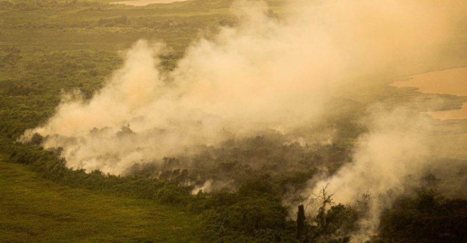 Fogo no Pantanal: incêndios criminosos estão sob a mira. Foto: Divulgação