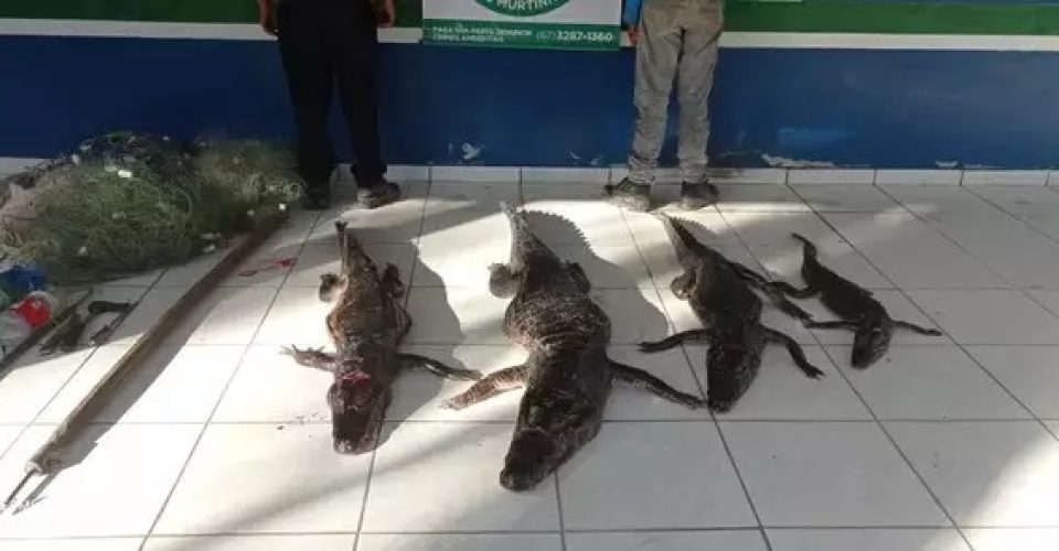 jacares carne animal pesca apreendida apreensao pma policia militar ambiental