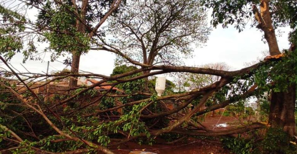 queda de árvore - tempestade