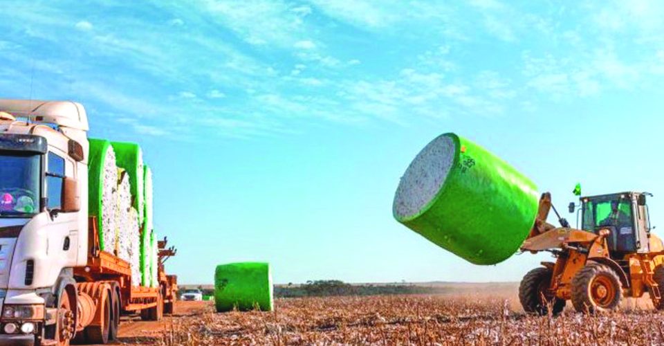 Algodão enfrenta pior cotação em cinco safras e preocupa produtores - Foto: Ampasul