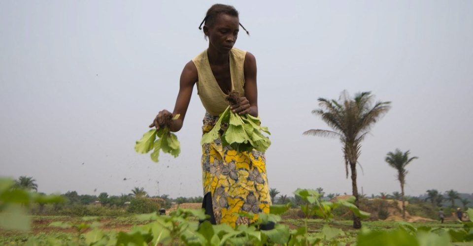 África oriental plantação