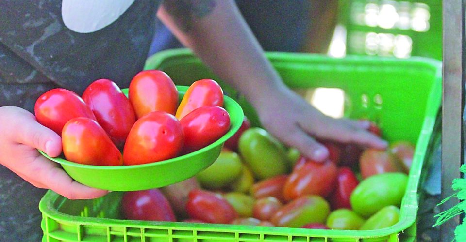 Produto mais volátil da lista, mais que dobra de preço entre supermercados - Foto: Arquivo/ Marcos Maluf