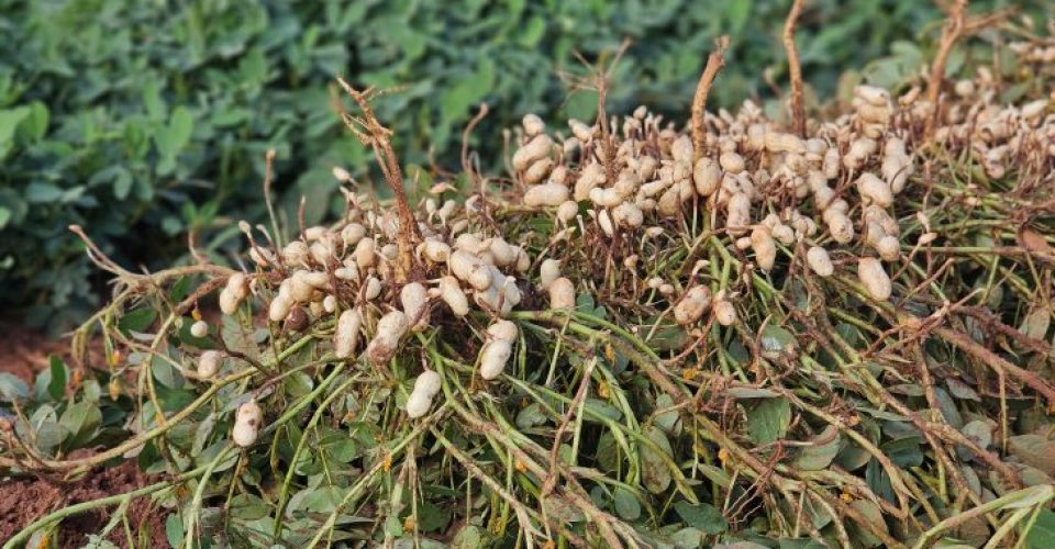 Foto: Mairinco de Pauda/Semadesc