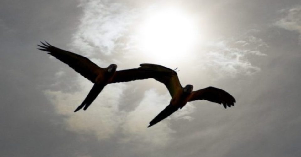 Arara céu nublado previsão clima tempo