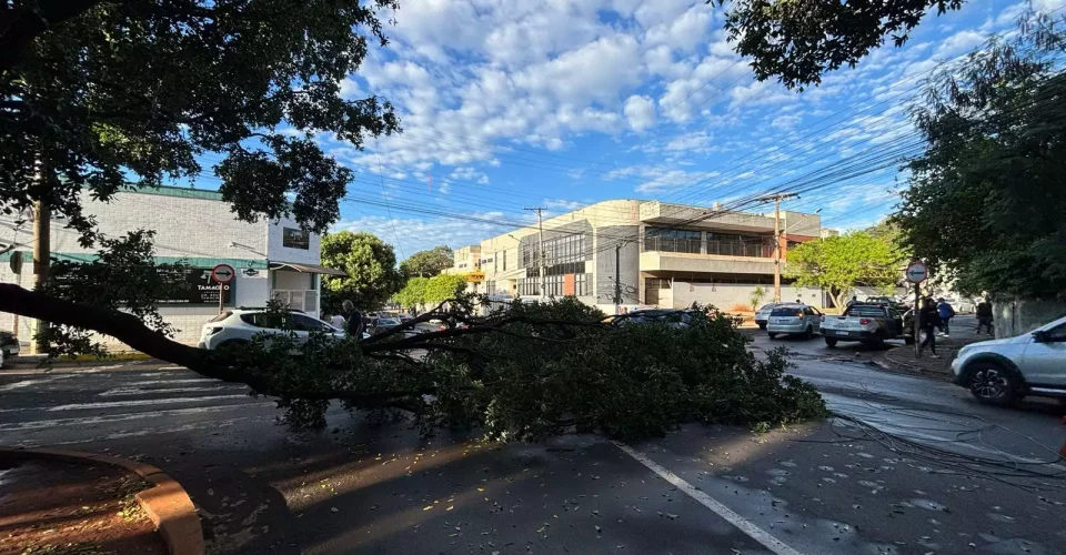 Árvore caída na Avenida Fabio Zahran - Foto: reprodução/Bruna Marques