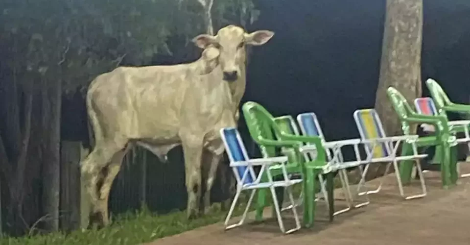 Foto: reprodução/redes sociais