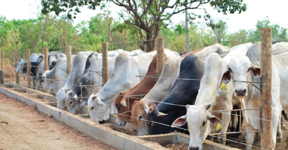 Boi em confinamento pode ser alternativa para os pecuaristas - Foto: reprodução