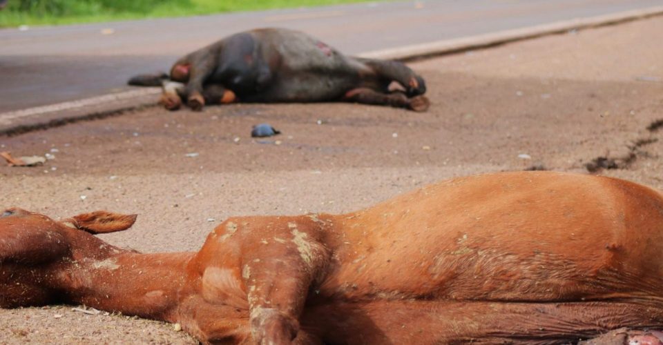 Foto: Roberta Martins