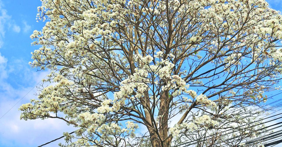 Foto: Nilson Figueiredo