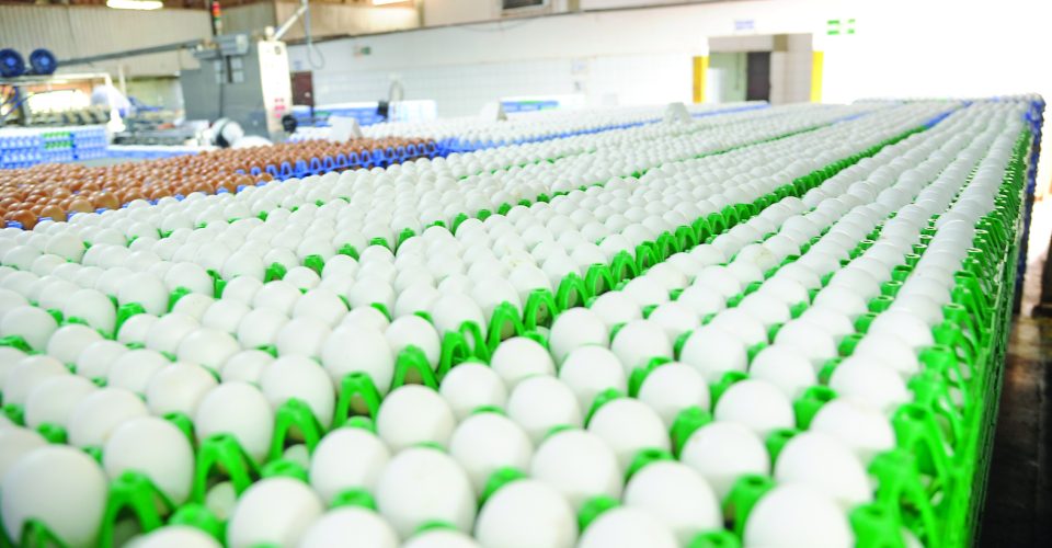 Os EUA aumentaram as
importações de ovos da
Turquia, Brasil e Coreia
do Sul - Foto: O Estado