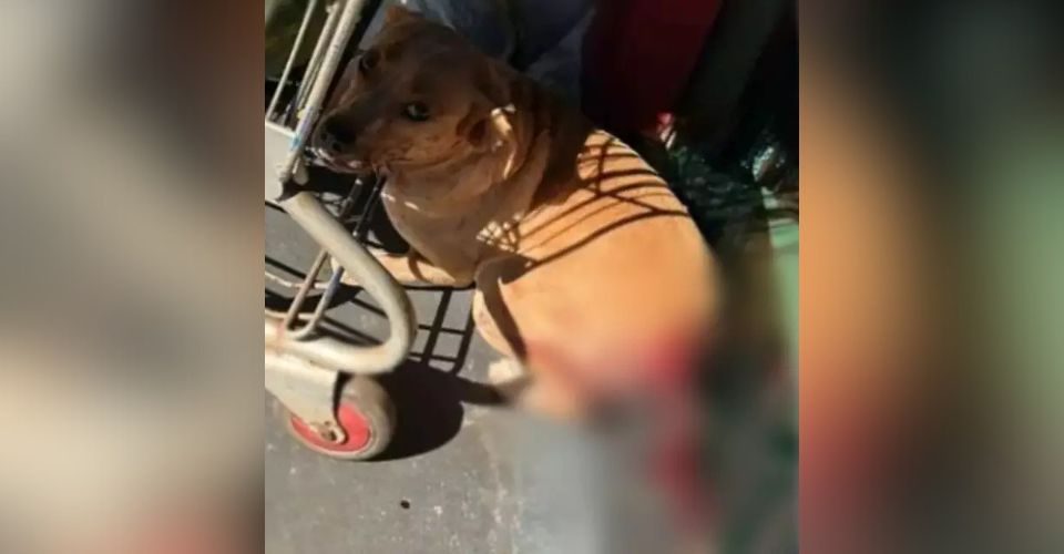 Foto: reprodução/Alvorda Informa