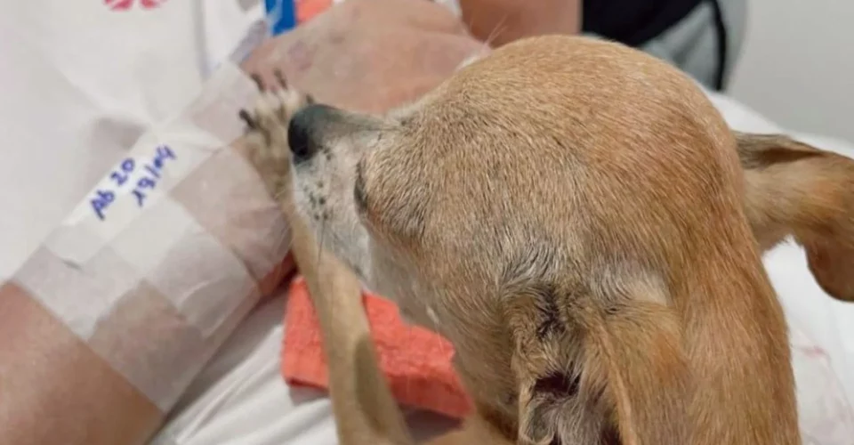 Foto: divulgação/Hospital São Sebastião