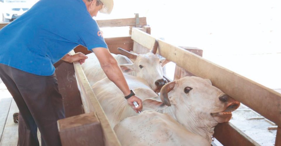 Criador de gado vacinando rebanho em fazenda de Mato Grosso do Sul - Foto: Governo de MS