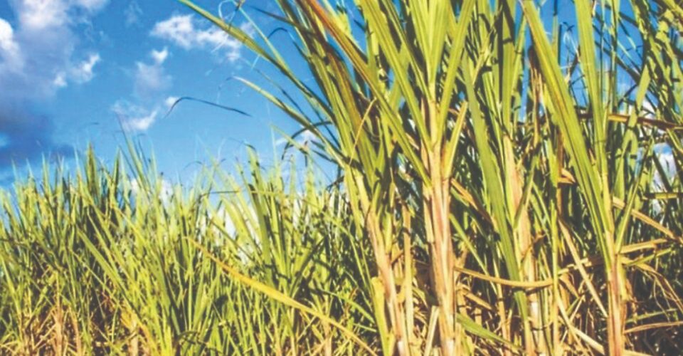Um em cada quatro (25%) dos municípios da região Centro-Sul cultivam cana-de-açúcar - Foto: divulgação