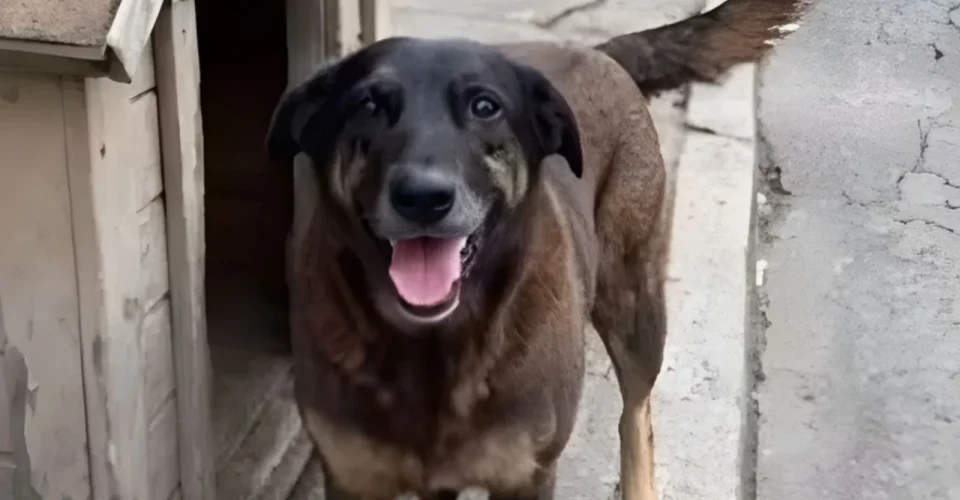 Foto: reprodução/redes sociais