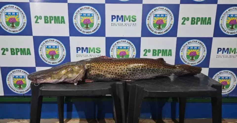 Foto: Divulgação/PMA