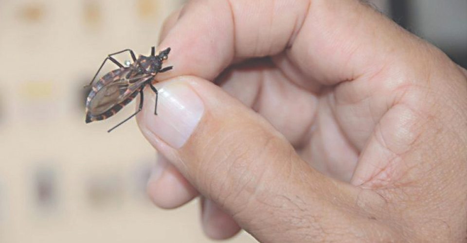 SES e Sesau afirmam que Estado e Capital não registram casos recentes e descartam risco de surto, mas mantêm monitoramento permanente - Foto: reprodução/internet