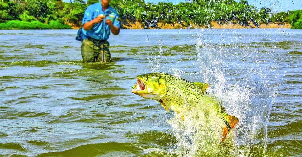 Medida visa a preservação da espécie, mas divide opiniões entre especialistas - Foto: reprodução/internet