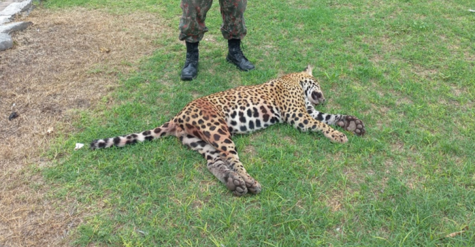 onca-pintada morta atropelamento atropelada obito policia militar ambiental