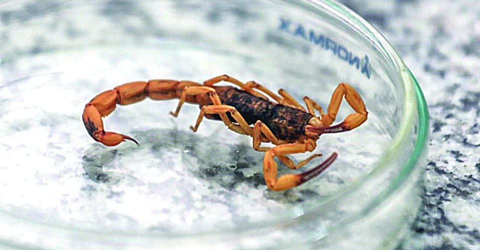 Foto: Arquivo/Marcos Maluf