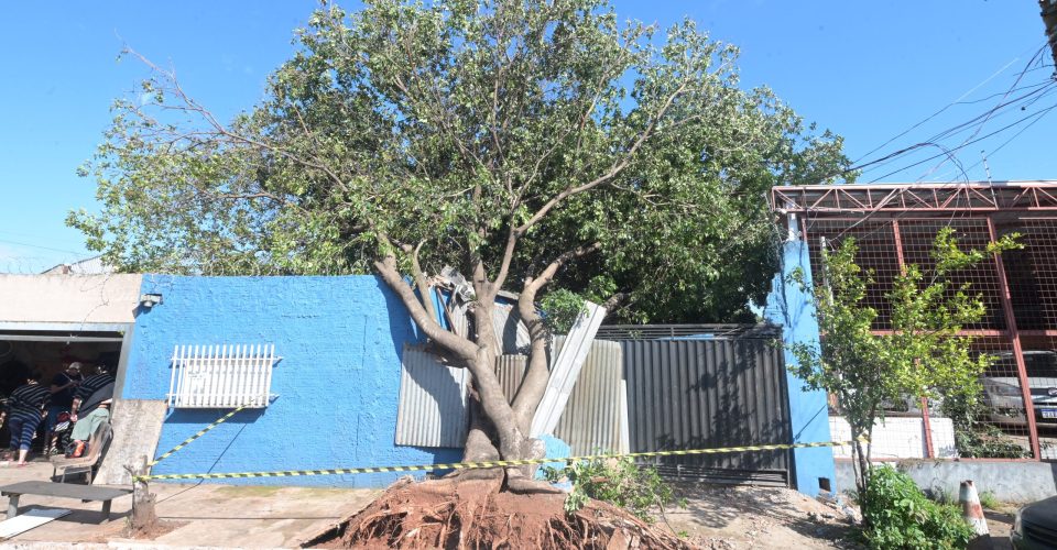 Árvora atingiu o muro, a residência e veículos, na tarde de domingi (19) - Foto: Nilson figueiredo