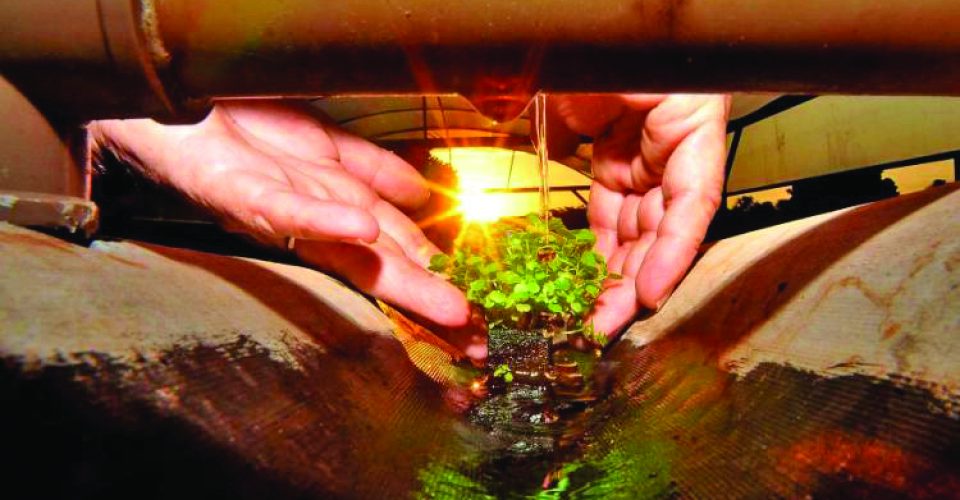 Em MS, essa relação entre produção e preservação já faz parte da rotina no campo. Foto: Divulgçaçao