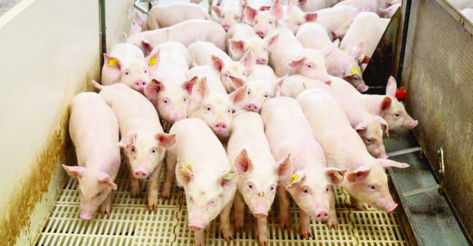 Porcos confinados para
serem abatidos em MS (Foto: Famasul )