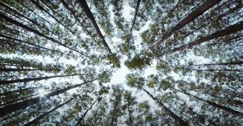 Floresta de Eucalipto da Greenplac - Foto: reprodução/Greenplac