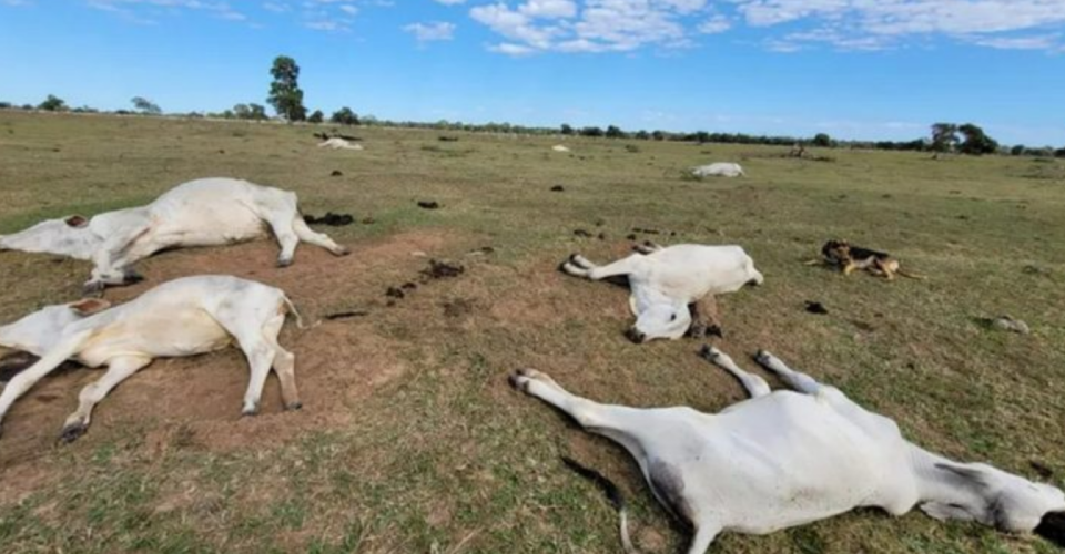 Gados mortos em pasto/imagem ilustrativa/reprodução, Iagro