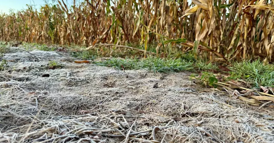 Geada em Rio Brilhante - Foto: reprodução/Tudo do MS