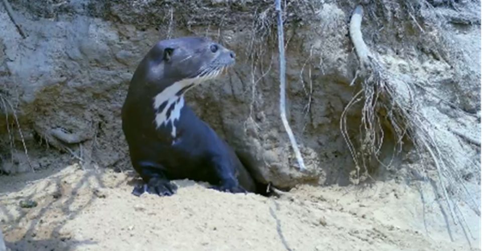 Foto: divulgação/IHP