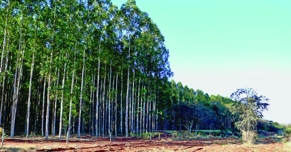 Foto: Roberta Martins