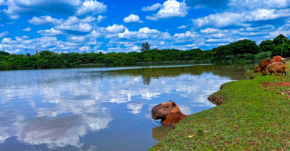 População de capivaras vivem tranquilamente no local. Foto: Carlos Bastos