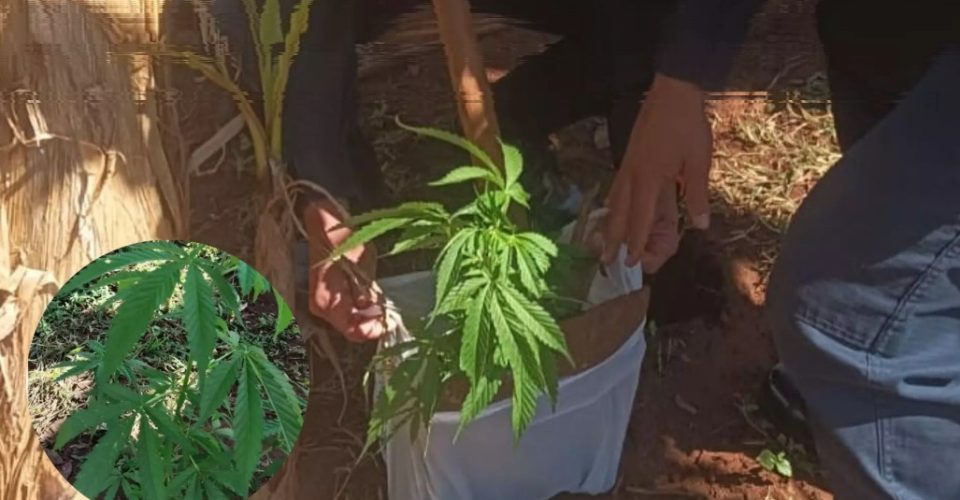 Foto: Reprodução / Babalizando MS