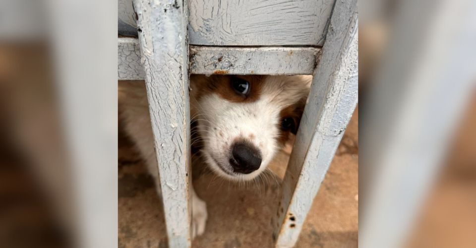 Foto: divulgação/Polícia Civil