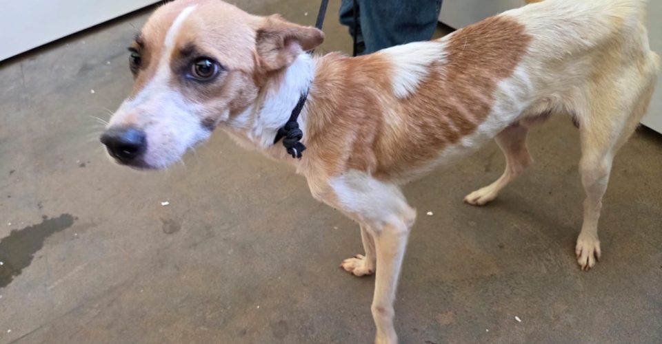 Foto: divulgação/PCMS