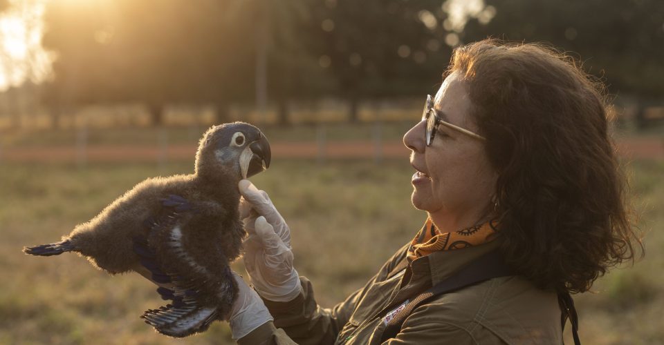 Miranda_MS, 20 de agosto de 2019

Pesquisadora Neiva Guedes do Instituto Arara azul desenvolvendo seu trabalho de pesquisa com a arara-azul-grande (Anodorhynchus hyacinthinus) no Pantanal.

FOTO: JOAO MARCOS ROSA/NITRO
