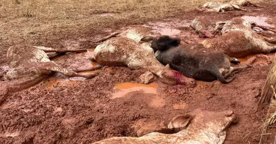 Novilhos mortos em Sidrolândia - Foto: reprodução/ Rafael Bites