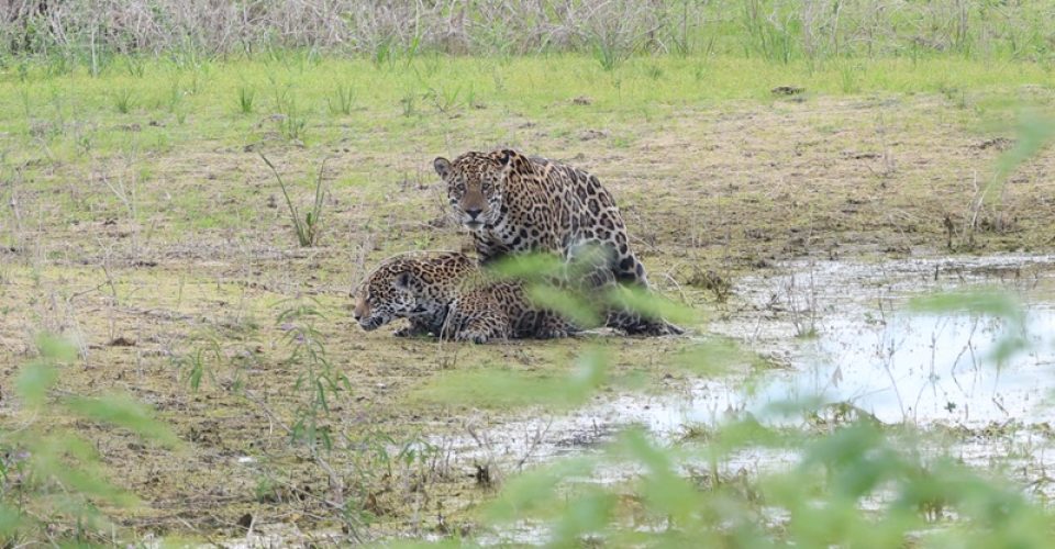 Foto: reprodução/IHP