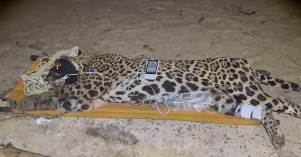 Foto: divulgação/PMA