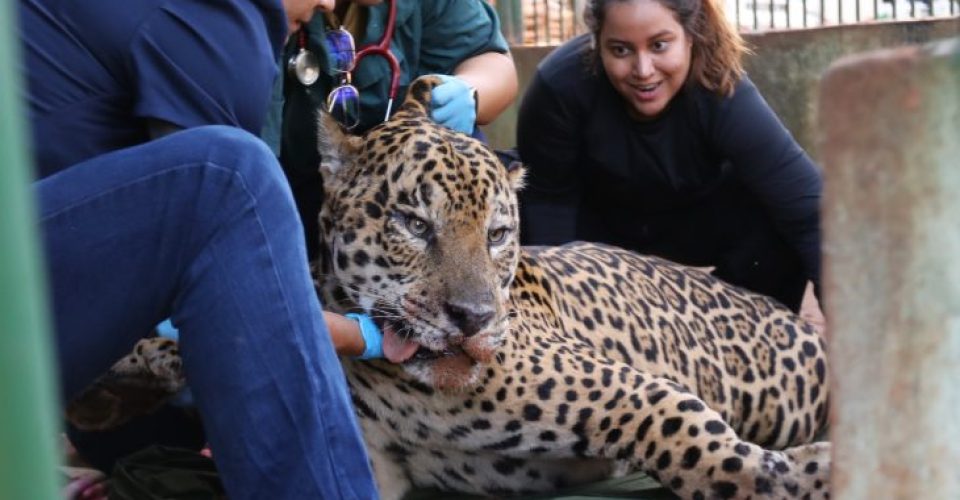 Foto: Saul Schramm/Secom Gov MS