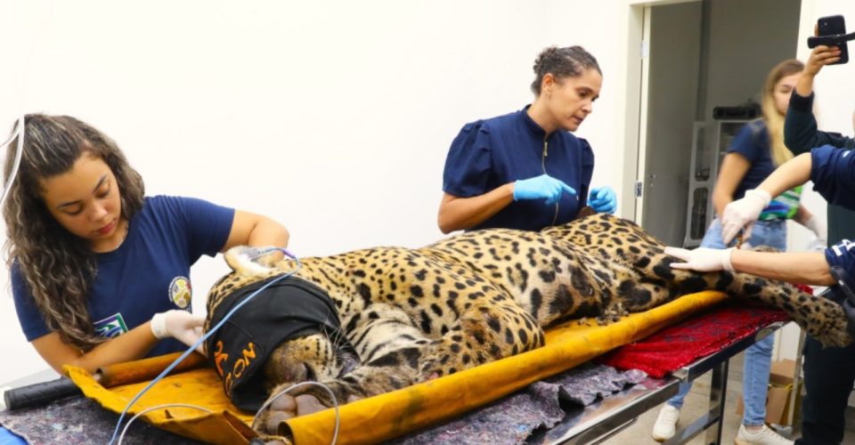 Foto:  Saul Schramm/Gov MS